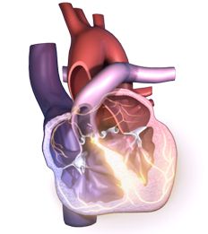 Reizweiterleitung in den Herzkammern