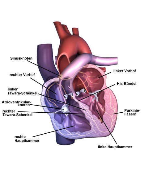 Der Weg der elektrischen Impulse durch den Herzmuskel